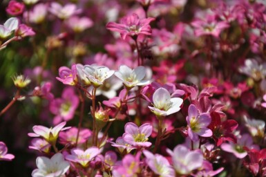 Saxifrage d’arends Saxifraga × arendsii 'Purpurteppich' 5-10 Pot 9x9 cm (P9) Saxifraga × arendsii 'Purpurteppich'