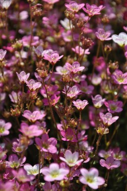 Saxifrage d’arends Saxifraga × arendsii 'Purpurteppich' 5-10 Pot 9x9 cm (P9)