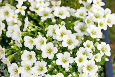 Saxifrage d’arends Saxifraga × arendsii 'Schneeteppich' 5-10 Pot 9x9 cm (P9) Saxifraga × arendsii 'Schneeteppich'