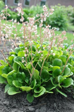 Saxifrage d'urbius Saxifraga × urbium 5-10 Pot 9x9 cm (P9)
