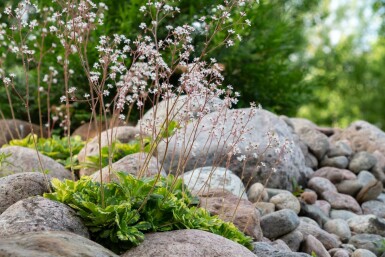 Saxifrage d'urbius Saxifraga × urbium 'Variegata' 5-10 Pot 9x9 cm (P9)