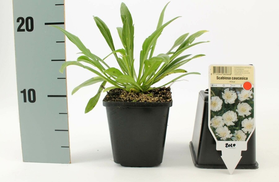 Scabieuse du Caucase Scabiosa caucasica 'Perfecta Alba' 5-10 Pot 9x9 cm (P9) Scabiosa caucasica 'Perfecta Alba'