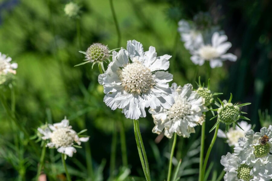 Scabieuse du Caucase Scabiosa caucasica 'Perfecta Alba' 5-10 Pot 9x9 cm (P9) Scabiosa caucasica 'Perfecta Alba'