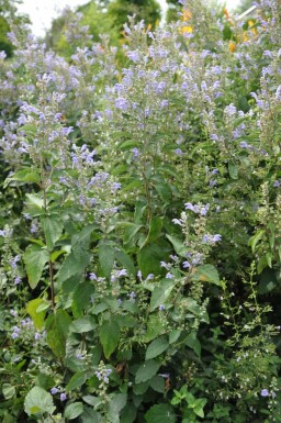 Scutellaire blanchie Scutellaria incana 5-10 Pot 9x9 cm (P9)