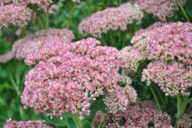 Orpin Sedum 'Herbstfreude' 10-15 Pot 2 l (C2) Sedum 'Herbstfreude'