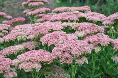 Orpin Sedum 'Herbstfreude' 5-10 Pot 9x9 cm (P9) Sedum 'Herbstfreude'