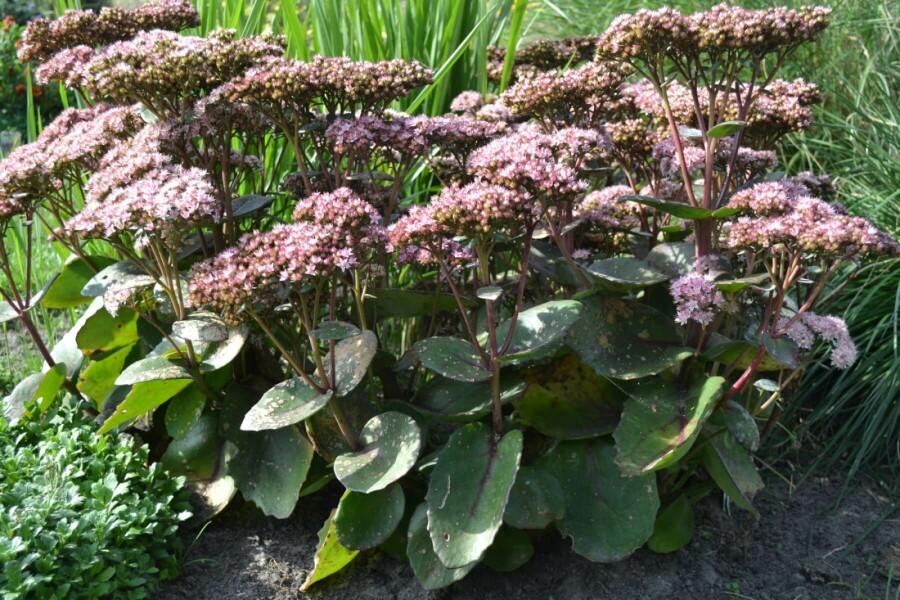 Orpin Sedum 'Matrona' 5-10 Pot 9x9 cm (P9) Sedum 'Matrona'