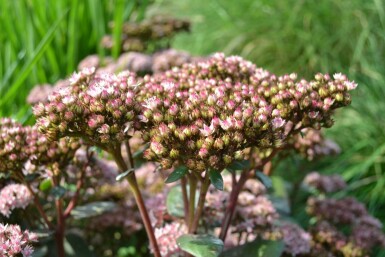 Orpin Sedum 'Matrona' 5-10 Pot 9x9 cm (P9) Sedum 'Matrona'