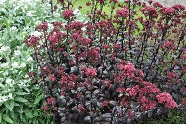 Orpin Sedum 'Purple Emperor' 10-15 Pot 2 l (C2) Sedum 'Purple Emperor'