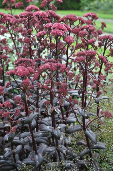 Orpin Sedum 'Purple Emperor' 5-10 Pot 9x9 cm (P9) Sedum 'Purple Emperor'