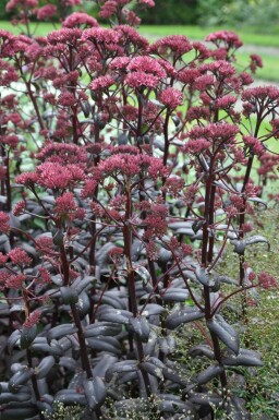 Orpin Sedum 'Purple Emperor' 5-10 Pot 9x9 cm (P9)