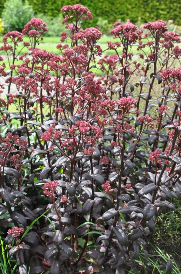 Orpin Sedum 'Purple Emperor' 5-10 Pot 9x9 cm (P9) Sedum 'Purple Emperor'