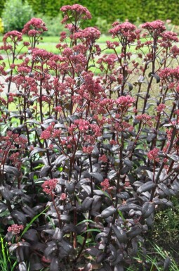 Orpin Sedum 'Purple Emperor' 5-10 Pot 9x9 cm (P9) Sedum 'Purple Emperor'