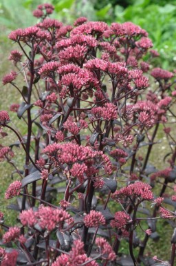 Orpin Sedum 'Purple Emperor' 5-10 Pot 9x9 cm (P9)