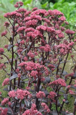 Orpin Sedum 'Purple Emperor' 5-10 Pot 9x9 cm (P9) Sedum 'Purple Emperor'