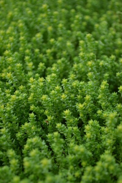 Orpin âcre Sedum acre 5-10 Pot 9x9 cm (P9) Sedum acre