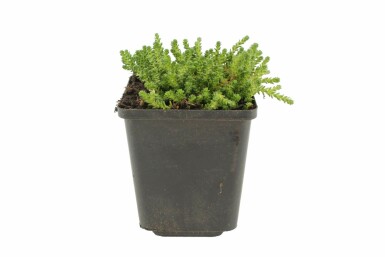 Orpin âcre Sedum acre 5-10 Pot 9x9 cm (P9)