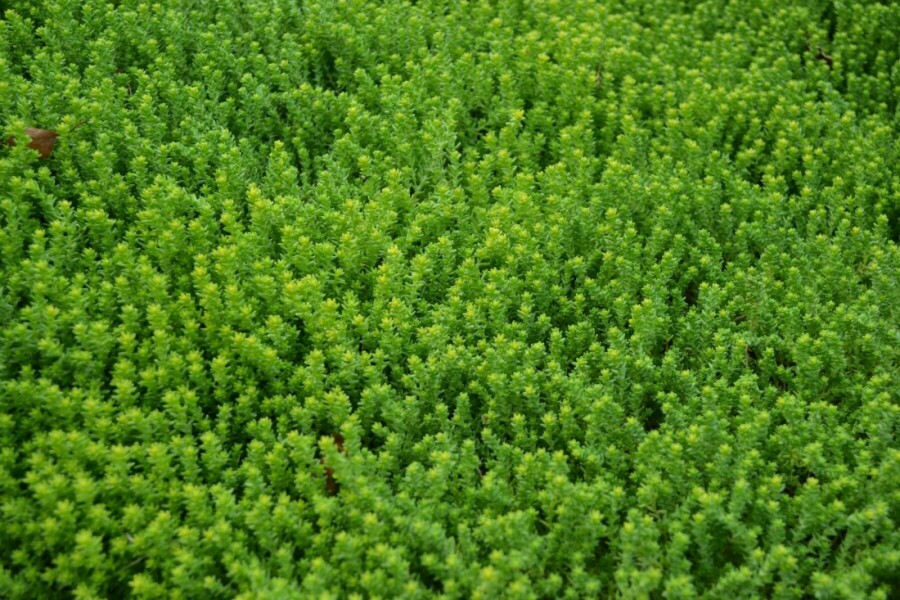 Orpin âcre Sedum acre 5-10 Pot 9x9 cm (P9) Sedum acre