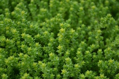 Orpin âcre Sedum acre 5-10 Pot 9x9 cm (P9) Sedum acre
