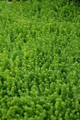 Orpin âcre Sedum acre 5-10 Pot 9x9 cm (P9) Sedum acre