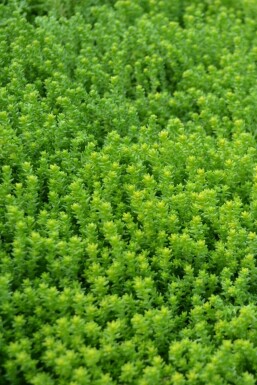 Orpin âcre Sedum acre 5-10 Pot 9x9 cm (P9)