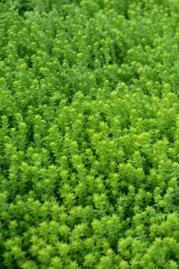 Orpin âcre Sedum acre 5-10 Pot 9x9 cm (P9) Sedum acre