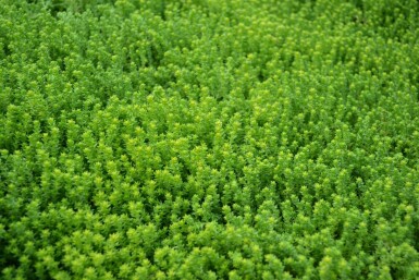 Orpin âcre Sedum acre 5-10 Pot 9x9 cm (P9)