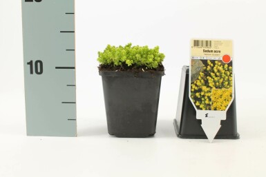 Orpin âcre Sedum acre 'Yellow Queen' 5-10 Pot 9x9 cm (P9)