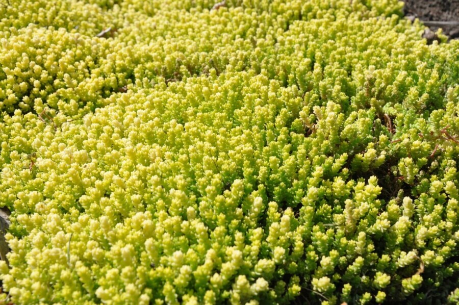 Orpin âcre Sedum acre 'Yellow Queen' 5-10 Pot 9x9 cm (P9) Sedum acre 'Yellow Queen'