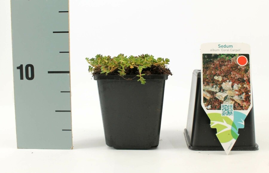 Orpin blanc Sedum album 'Coral Carpet' 5-10 Pot 9x9 cm (P9) Sedum album 'Coral Carpet'