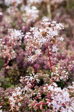 Orpin blanc Sedum album 'Coral Carpet' 5-10 Pot 9x9 cm (P9)