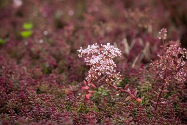 Orpin blanc Sedum album 'Murale' 5-10 Pot 9x9 cm (P9)