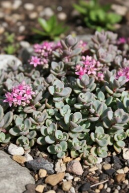 Orpin Sedum cyaneum 'Sachalin' 5-10 Pot 9x9 cm (P9) Sedum cyaneum 'Sachalin'