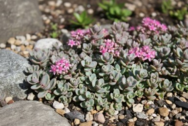 Orpin Sedum cyaneum 'Sachalin' 5-10 Pot 9x9 cm (P9) Sedum cyaneum 'Sachalin'