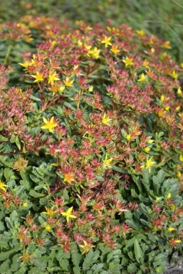 Orpin Sedum floriferum 'Weihenstephaner Gold' 5-10 Pot 9x9 cm (P9) Sedum floriferum 'Weihenstephaner Gold'
