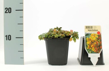 Orpin Sedum floriferum 'Weihenstephaner Gold' 5-10 Pot 9x9 cm (P9) Sedum floriferum 'Weihenstephaner Gold'