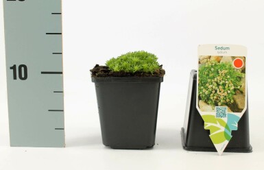 Orpin Sedum lydium 5-10 Pot 9x9 cm (P9)