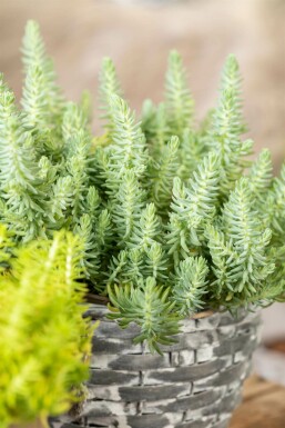 Orpin réfléchi Sedum reflexum 5-10 Pot 9x9 cm (P9) Sedum reflexum