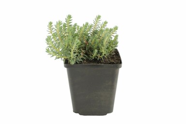 Orpin réfléchi Sedum reflexum 5-10 Pot 9x9 cm (P9) Sedum reflexum