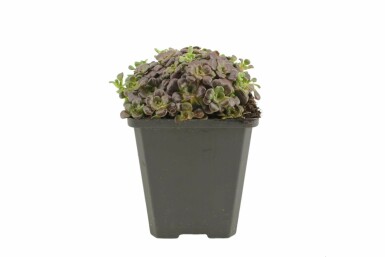 Orpin spatulé Sedum spathulifolium 'Purpureum' 5-10 Pot 9x9 cm (P9)