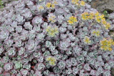 Orpin spatulé Sedum spathulifolium 'Purpureum' 5-10 Pot 9x9 cm (P9)