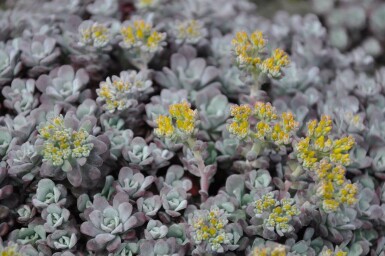 Orpin spatulé Sedum spathulifolium 'Purpureum' 5-10 Pot 9x9 cm (P9)