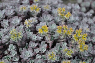 Orpin spatulé Sedum spathulifolium 'Purpureum' 5-10 Pot 9x9 cm (P9) Sedum spathulifolium 'Purpureum'