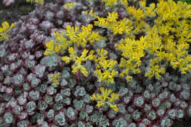 Orpin spatulé Sedum spathulifolium 'Purpureum' 5-10 Pot 9x9 cm (P9)