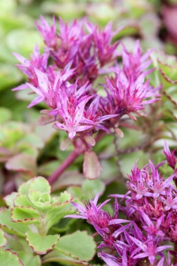 Orpin bâtard Sedum spurium 'Fuldaglut' 5-10 Pot 9x9 cm (P9)