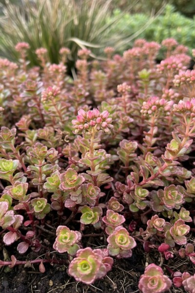 Orpin bâtard Sedum spurium 'Schorbuser Blut' 5-10 Pot 9x9 cm (P9) Sedum spurium 'Schorbuser Blut'