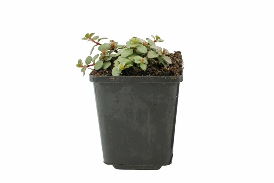 Orpin bâtard Sedum spurium 'Splendens' 5-10 Pot 9x9 cm (P9) Sedum spurium 'Splendens'