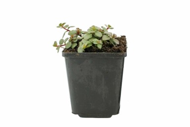 Orpin bâtard Sedum spurium 'Splendens' 5-10 Pot 9x9 cm (P9) Sedum spurium 'Splendens'