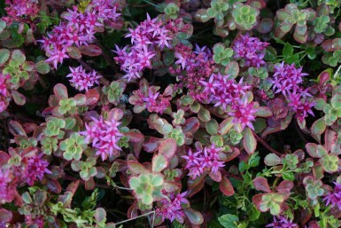 Orpin bâtard Sedum spurium 'Splendens' 5-10 Pot 9x9 cm (P9)