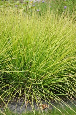 Seslérie d’automne Sesleria autumnalis 5-10 Pot 9x9 cm (P9)